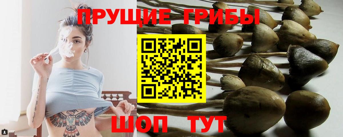 Псилоцибиновые грибы Psilocybine cubensis  Вход с VPN  купить наркоту  Ачхой-Мартан 